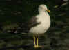 adult LBBG intermedius in September, ringed in Norway. (59137 bytes)