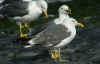 adult LBBG graellsii in September, ringed in Brittain. (65704 bytes)