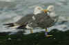 adult LBBG Dutch intergrade in September, ringed in Belgium. (60645 bytes)