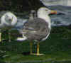 adult LBBG Dutch intergrade in September, ringed in the Netherlands. (85708 bytes)