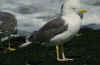 adult LBBG Dutch intergrade in September, ringed in Belgium. (61842 bytes)