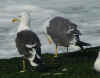 adult LBBG intermedius in September, ringed in Norway. (74676 bytes)