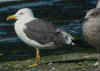 adult LBBG Dutch intergrade in September, ringed in the Netherlands. (80008 bytes)