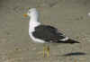 adult LBBG intermedius in September, ringed in Norway. (58599 bytes)