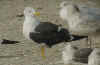 adult LBBG intermedius in September, ringed in Norway. (69625 bytes)