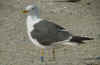 adult LBBG intermedius in September, ringed in Norway. (66727 bytes)