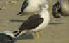 adult LBBG intermedius in September, ringed in Sweden. (69000 bytes)