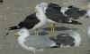 adult LBBG intermedius in September, ringed in Norway. (67998 bytes)