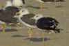 sub-adult LBBG in September. (71996 bytes)