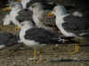 adult LBBG intermedius in September, ringed in Norway. (76305 bytes)