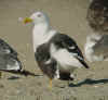 adult LBBG intermedius in September, ringed in Sweden. (64709 bytes)