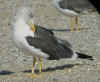 adult LBBG intermedius in September, ringed in Norway. (67044 bytes)