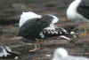 adult LBBG Dutch intergrade in September, ringed in the Netherlands. (83259 bytes)