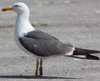 adult LBBG Dutch intergrade in September, ringed in the Netherlands. (85708 bytes)