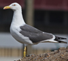 adult LBBG Dutch intergrade in September, ringed in the Netherlands. (85708 bytes)