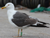 adult LBBG Dutch intergrade in September, ringed in the Netherlands. (85708 bytes)
