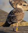 adult LBBG Dutch intergrade in September, ringed in the Netherlands. (85708 bytes)