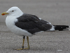 adult LBBG Dutch intergrade in September, ringed in the Netherlands. (85708 bytes)