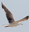 1cy argenteus in November, ringed in Belgium. (25637 bytes)