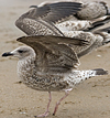 juvenile LBBG, ringed in the Netherlands.