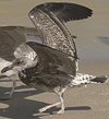 juvenile LBBG, ringed in the Netherlands.