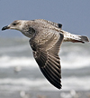 juvenile LBBG, ringed in the Netherlands.