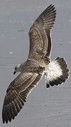 juvenile LBBG, ringed in the Netherlands.