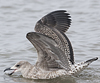 juvenile LBBG, ringed in the Netherlands.