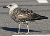 juvenile LBBG, ringed in the Netherlands.