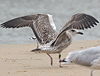 juvenile LBBG, ringed in the Netherlands.