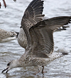 juvenile LBBG, ringed in the Netherlands.