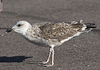 juvenile LBBG, ringed in the Netherlands.