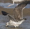 juvenile LBBG, ringed in the Netherlands.