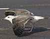 juvenile LBBG, ringed in the Netherlands.
