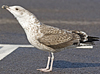 juvenile LBBG, ringed in the Netherlands.