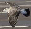 juvenile LBBG, ringed in the Netherlands.