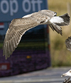 juvenile LBBG, ringed in the Netherlands.