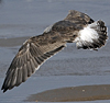 juvenile LBBG, ringed in the Netherlands.
