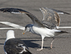 juvenile LBBG, ringed in the Netherlands.