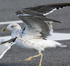 juvenile LBBG, ringed in the Netherlands.