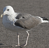 juvenile LBBG, ringed in the Netherlands.