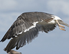 juvenile LBBG, ringed in the Netherlands.
