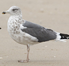 juvenile LBBG, ringed in the Netherlands.