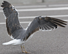 juvenile LBBG, ringed in the Netherlands.
