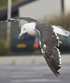 juvenile LBBG, ringed in the Netherlands.