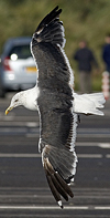 juvenile LBBG, ringed in the Netherlands. 