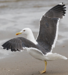 juvenile LBBG, ringed in the Netherlands.