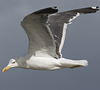 juvenile LBBG, ringed in the Netherlands.