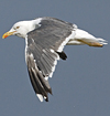 juvenile LBBG, ringed in the Netherlands.