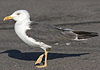 juvenile LBBG, ringed in the Netherlands.